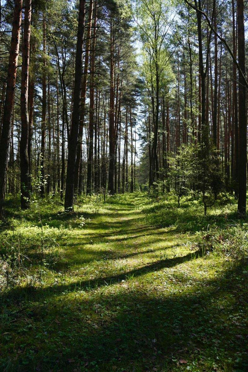 Bedriftsarrangementer og teambuilding i skogsmiljø